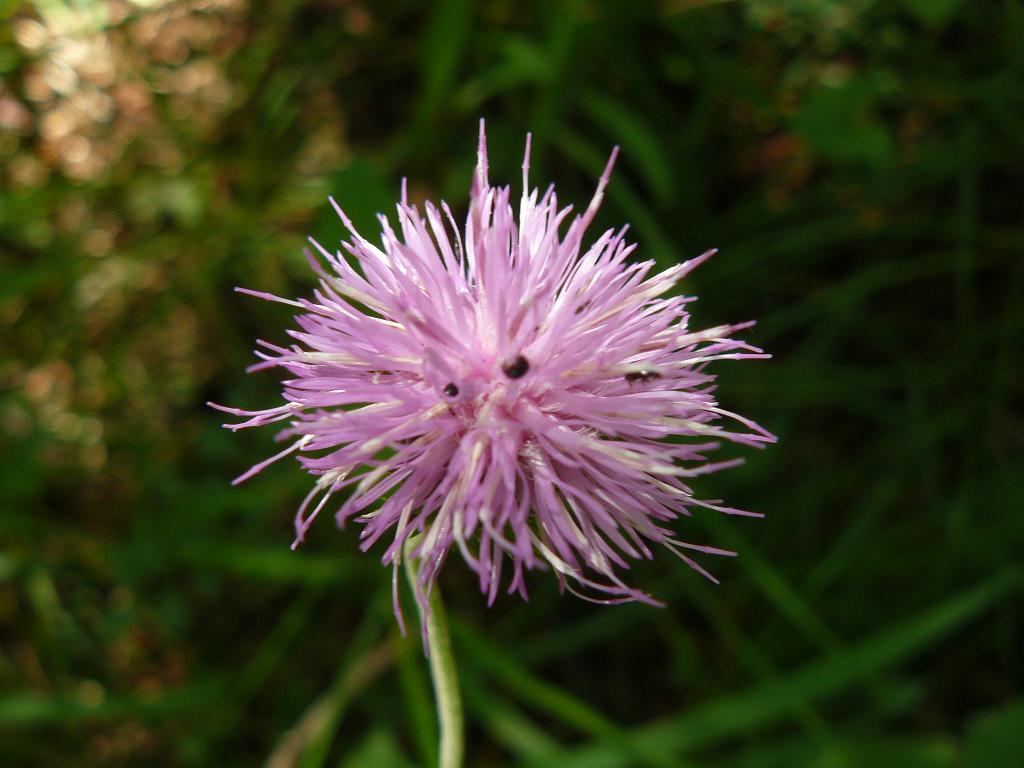 Carduus defloratus L. subsp. crassifolius
